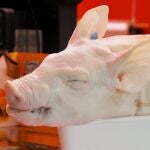 Marca de Garantía Cochinillo de Segovia