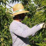 Las mujeres liberadas trabajaban en el campo