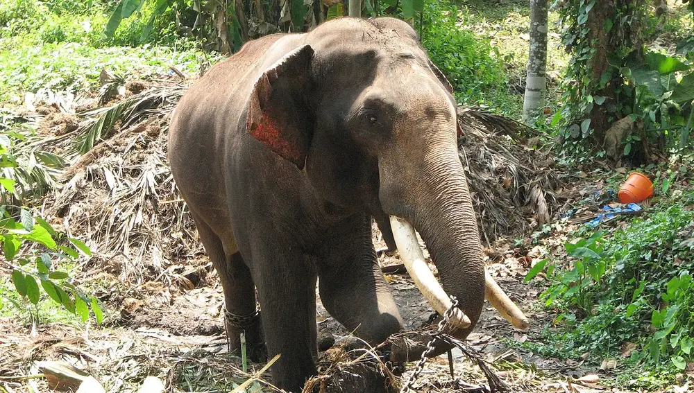 Neelakantan, un elefante asiático tratando de liberarse de sus cadenas durante el must. SSe encuentra en el templo de Chirakkadavu Sree Mahadeva, en la India.