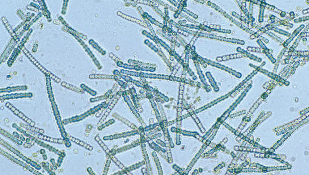Bacterias fotosintéticas modernas, del género Cylindrospermum, que forman filamentos cuyas células se comunican entre sí y comparten algunos nutrientes. Se puede apreciar en ellas el tono verduzco que identificamos con fotosíntesis y las plantas, aunque la mayoría de estas bacterias no usan clorofila, sino otros pigmentos que juegan un papel similar.