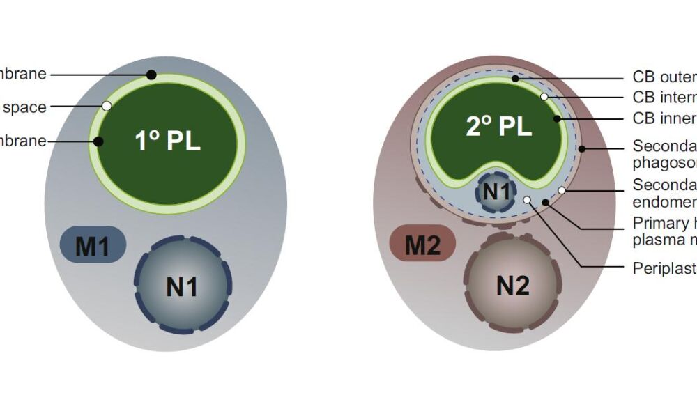 Estructura simplificada de dos algas: una de origen primario y una de origen secundario. A la izquierda vemos el alga primaria, que es la estructura que encontramos en algas rojas y verdes: la célula tiene un núcleo (N1), otros orgánulos, e incorpora un cloroplasto (1º PL), que es heredero de la cianobacteria inicial. A la derecha vemos un alga secundaria, también con su núcleo (N2), pero ahora con una incorporación más complicada: podemos adivinar la estructura del alga primaria engullida porque se conserva la membrana celular, y en algunos casos incluso se conserva un vestigio del núcleo, al que llamamos nucleomorfo (N1, en esa imagen). Desde luego, también se conserva el cloroplasto (2º PL), que es el botín que el alga secundaria buscaba en primer lugar.
