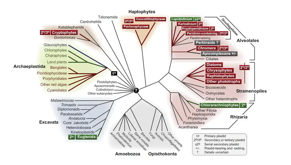 En este diagrama vemos el árbol familiar de los eucariotas, que incluye las plantas y los animales. A la izquierda, con el nombre formal de Archaeplastida, tenemos el grupo de las algas de primera endosimbiosis, que incluye las algas rojas, las verdes y las plantas. Abajo, en el grupo llamado Opisthokonta, tenemos a los animales y los hongos, que no han intervenido en nuestra historia. El resto de ramas son lo que tradicionalmente se ha denominado “protistas”, y en ellas están resaltadas las ramas en las que algún miembro se ha convertido en alga por endosimbiosis secundaria. Las ramas marcadas en rojo engulleron un alga roja, y las marcadas en verde engulleron un alga verde. Las ramas marcadas con “3º” son sospechosas de haber participado en una endosimbiosis terciaria, engullendo a un alga que había engullido a un alga.