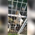 Animales maltratados en un criadero de perros clandestino y abandonado en NerpioGUARDIA CIVIL08/05/2020
