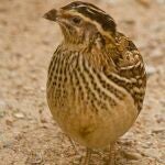 Coturnix coturnix