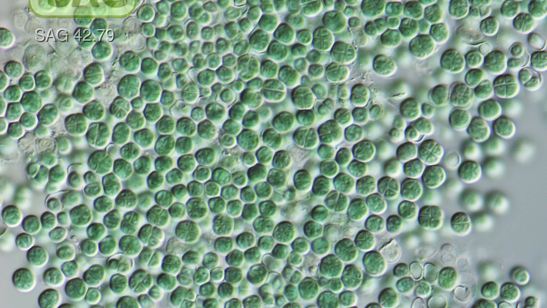 Cianobacterias del género Chroococcidiopsis, capaces de sobrevivir en condiciones desérticas.