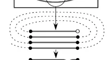 Esquema del mecanismo de formación de nudos obtenido por el modelo del estudio de Dorian M. Raymer et al. En cuanto la cuerda se enrolla, los movimientos aleatorios pueden acabar introduciendo uno de los extremos entre los segmentos paralelos y formando un nudo.