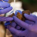 The Smithsonian Institution carries out bat sampling in Myanmar and Kenya, allowing them to discover 6 new coronaviruses.
