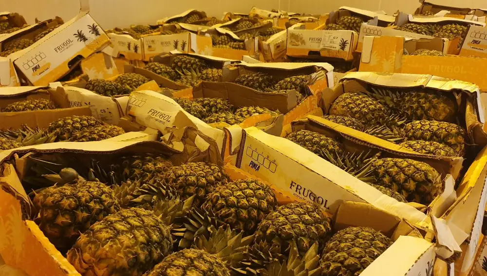 Las droga estaba camuflada en las cajas de cartón donde venían las piñas