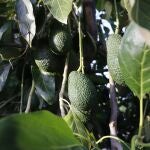Solo en Europa se consumen más de 5.000 toneladas de este fruto, el 90% importado