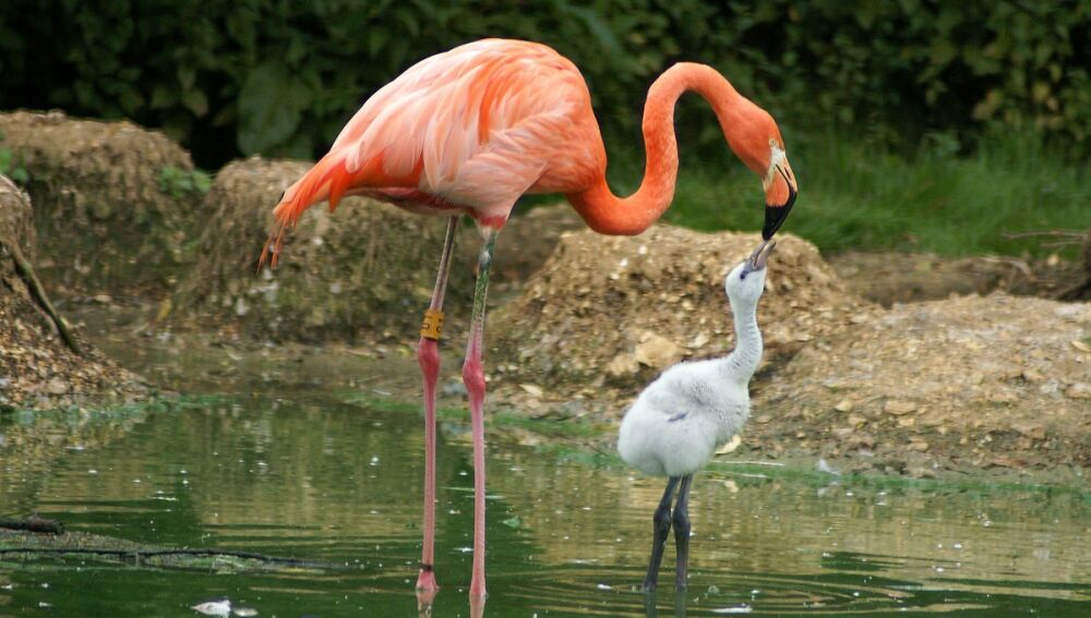 Flamenco del Caribe (Phoenicopterus ruber) alimentando a su cría