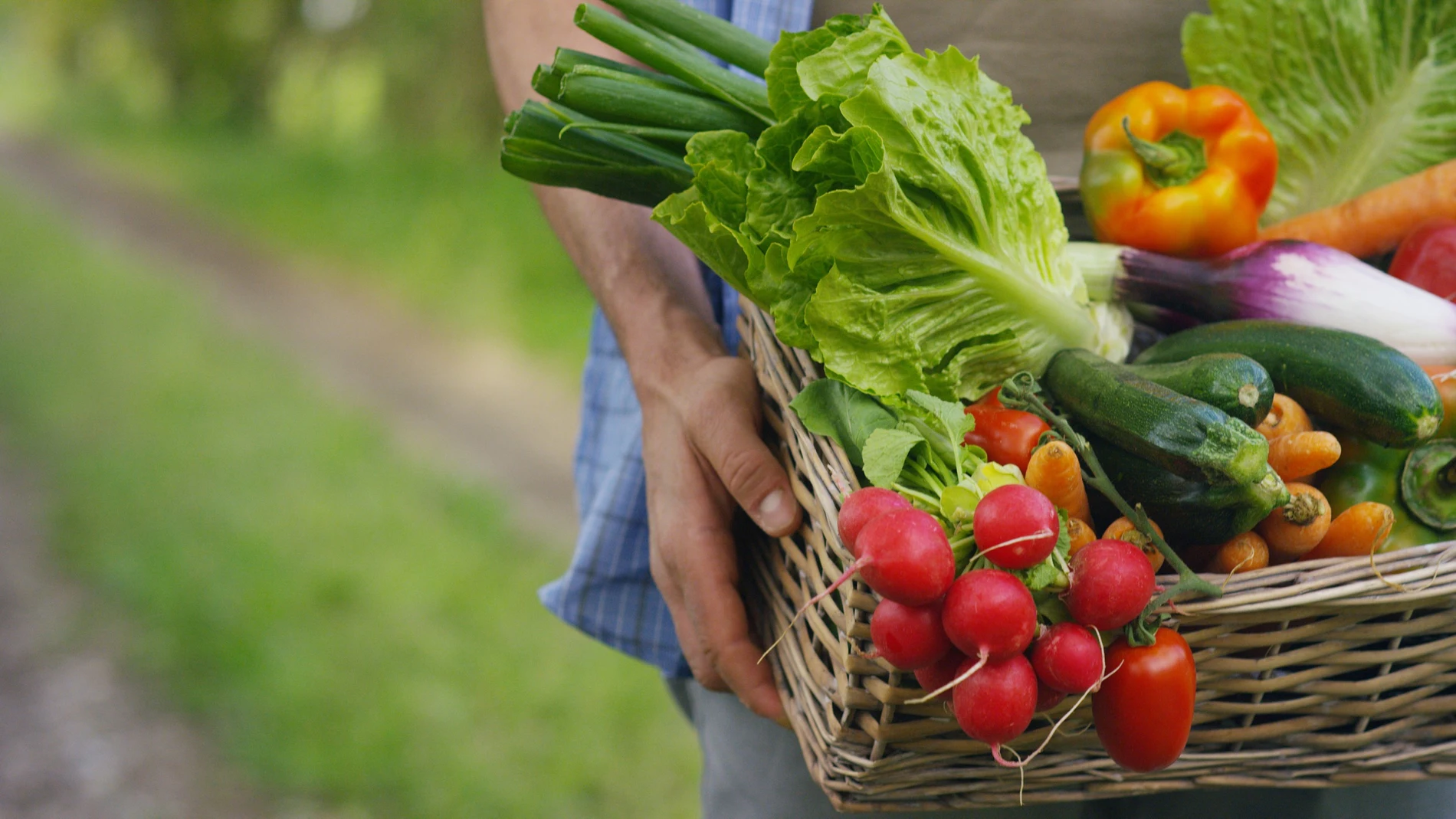 Verduras y vegetales de a huerta