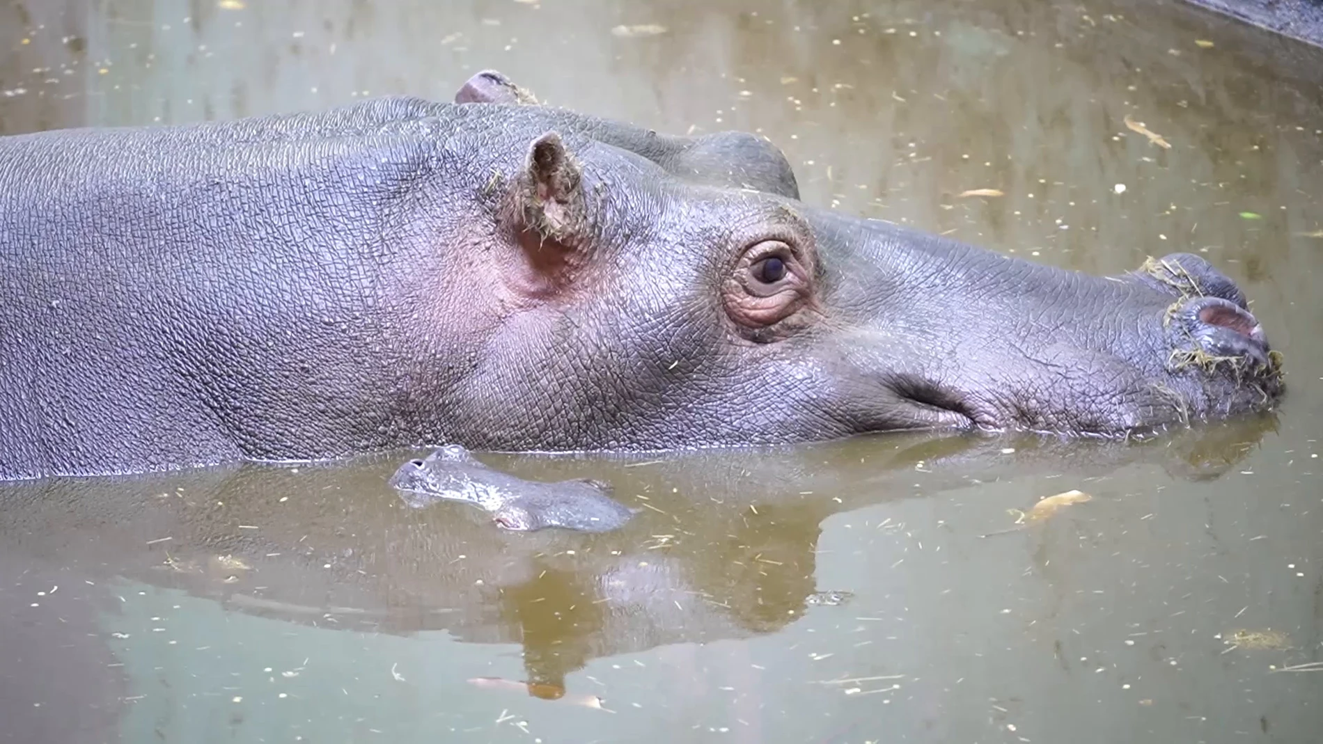 Hipopótamos vuelven a ser padres en el Bioparc de Valencia