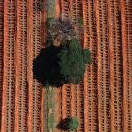 Vista aérea este martes desde un dron, de nuevas fosas abiertas para enterrar a las víctimas mortales de la pandemia COVID-19 en el cementerio de Vila Formosa, el más grande de América Latina, en Sao Paulo (Brasil)