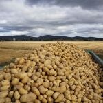 Un trabajador de 35 años ha fallecido este jueves tras quedar atrapado en una máquina recolectora de patatas en Orihuela