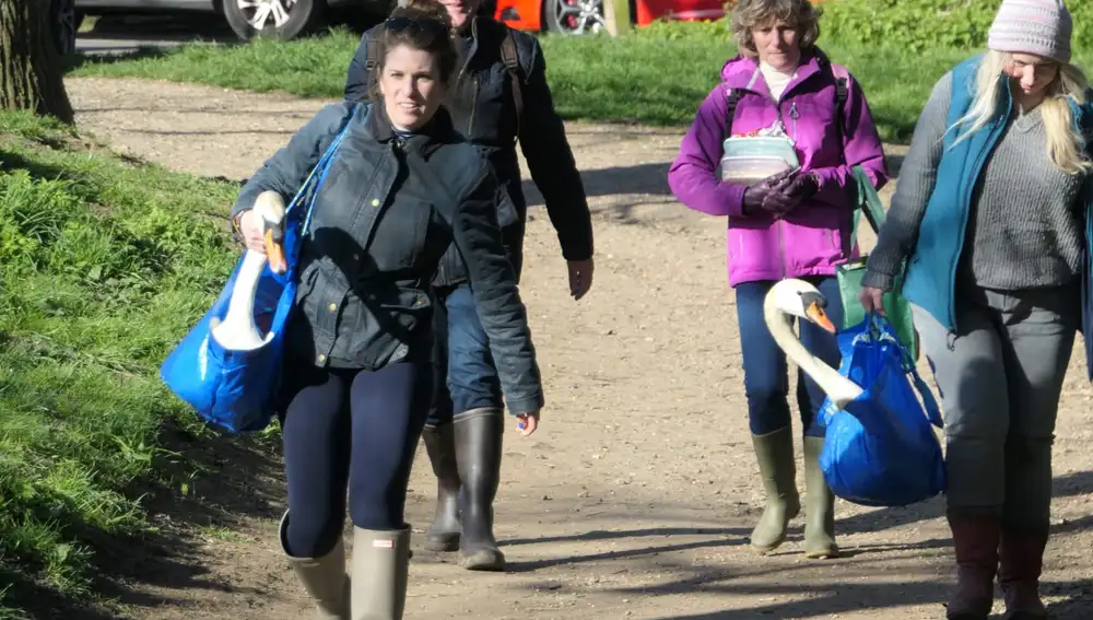 Las cuidadoras llevando a nuestros cisnes en bolsas de Ikea de vuelta al lago