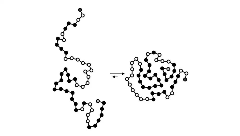 Plegamiento de una proteína en su estructura terciaria.