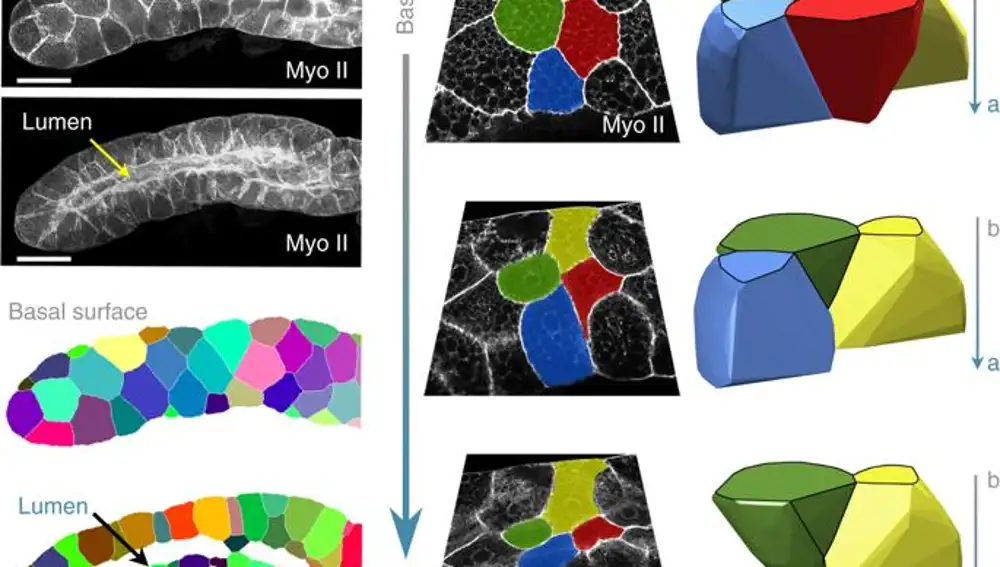 Imagen de la glándula salival de una mosca (Drosophila) y reconstrucción 3D de sus células confirmando la presencia de escutoides.