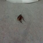 Una cucaracha, en una comisaría de la Guardia Urbana