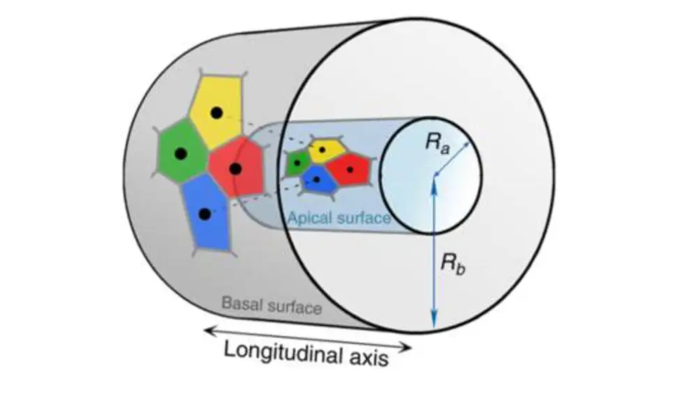 Representación matemática de escutoides formando una capa cilíndrica donde la proyección de las semillas de la capa interior sobre la exterior revelan un cambio en las fronteras de sus superficies de influencia.
