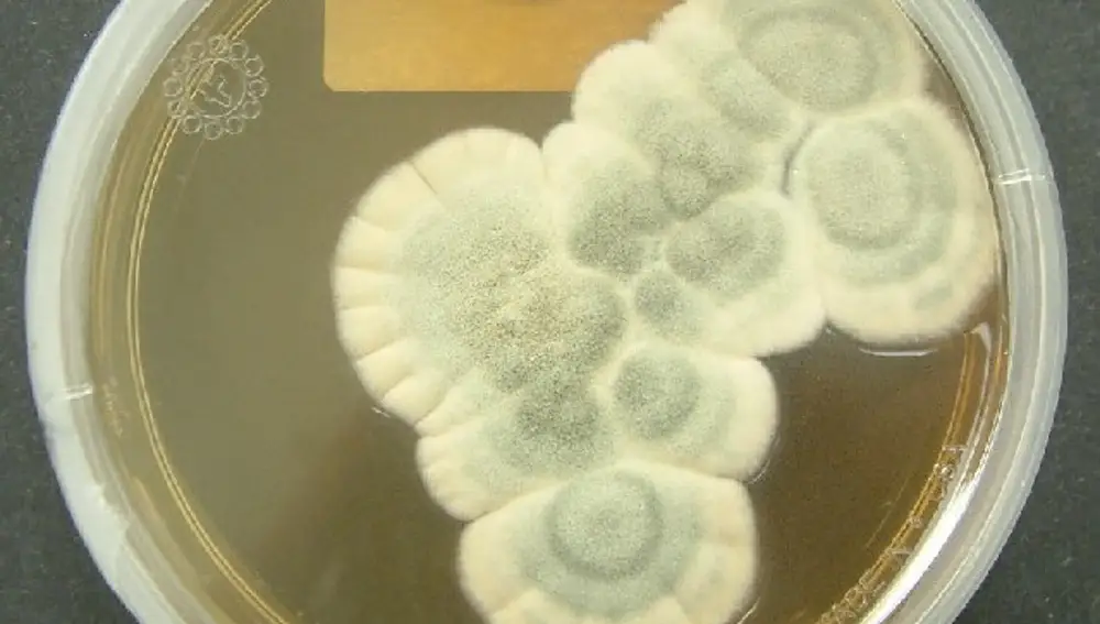 Cultivo de Penicillium notatum, el hongo que secreta la penicilina