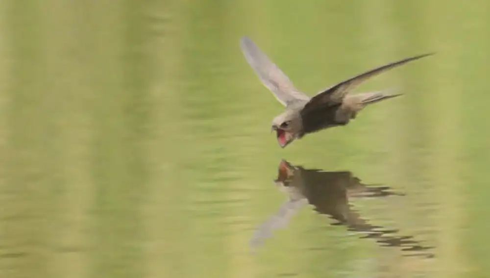 Vencejo a punto de beber