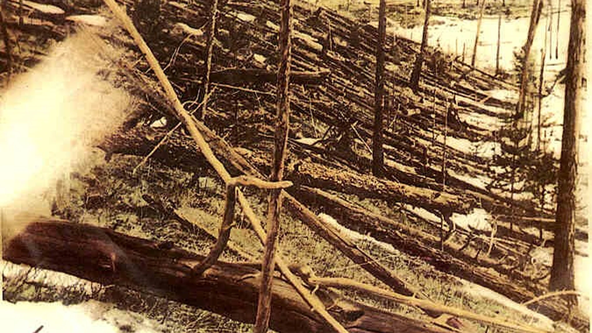 Fotografía de los árboles arrasados por el evento de Tunguska.