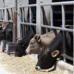 Cebadero comunitario de la IGP Carne de Ávila en Riocabado