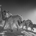 Los perros de trineo contribuyen a la caza y transporte de alimentos y recursos pudiendo recorrer hasta 1.500 kilómetros