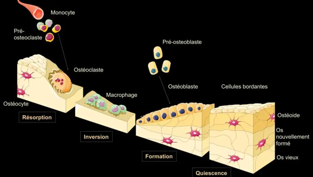 Gráfico mostrando la formación y "detrucción" (resorción)