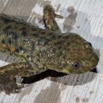 Gallipato (Pleurodeles waltl)