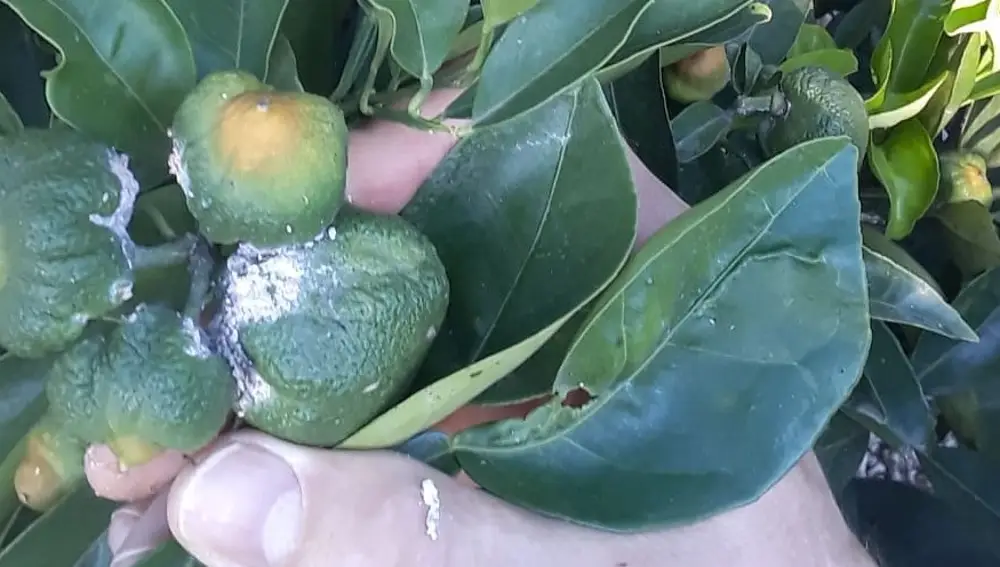 La plaga del "cotonet", procedente de Sudáfrica, ha llegado al campo valenciano