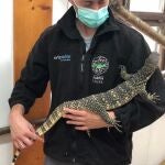 La cría de varano ha sido acogida en el Karpín