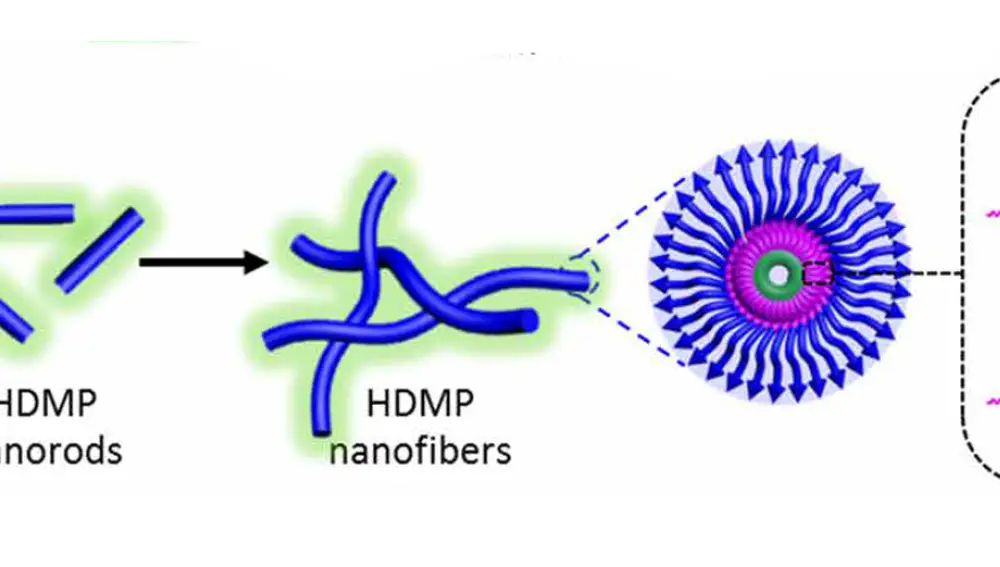 Una representación de las diversas formas que toma HDMP en su periplo por el organismo. Inicialmente se organiza en esferas que son capaces de viajar por el torrente sanguíneo, pero cuando se encuentra con una bacteria la parte externa (azul) se pega a la pared celular y la esfera “se abre”, dejando al descubierto la pieza “tipo velcro” de HDMP (rosa). La química de esa pieza hace que HDMP se reorganice de nuevo, esta vez en forma de fibras, que cubrirán la superficie de la bacteria.