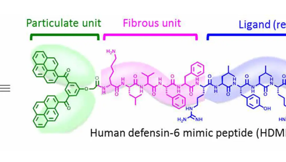 Estructura de la proteína HDMP de Fan et al. Arriba vemos que la proteína está formada por tres piezas: la azul es la responsable de adherirse a la pared celular de las bacterias, la rosa es la responsable de que forme fibras, y la verde sirve para que la proteína pueda formar pequeñas esferas que se muevan libremente por el cuerpo.