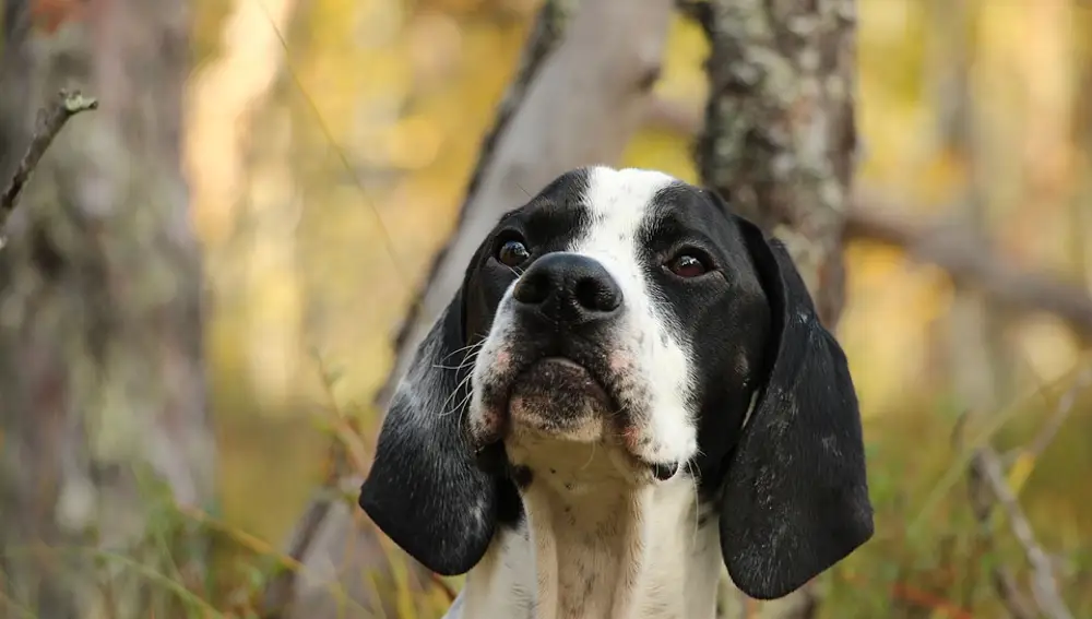 Ejemplar de Pointer en el campo.