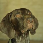 Braco alemán. Una de las mejores razas de perros de caza.