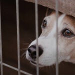 El tiempo medio que perros y gatos pasan en un refugio de animales antes de ser acogidos es de 8 meses