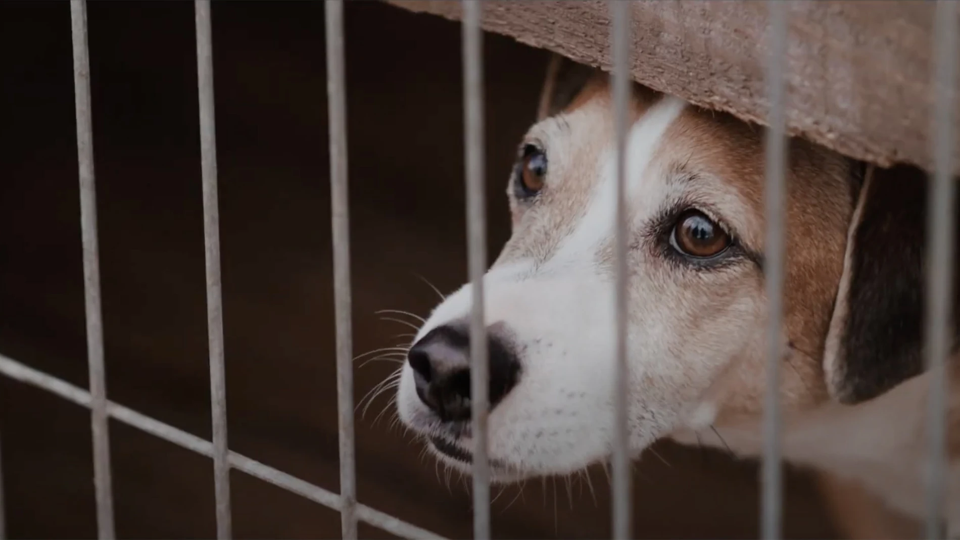 El tiempo medio que perros y gatos pasan en un refugio de animales antes de ser acogidos es de 8 meses