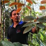 ACOMPAÑA CRÓNICA: ECUADOR AMAZONÍA - AME1971. SANTA CLARA (ECUADOR), 10/07/2020.- Kwilin Alvarado, también kichwa, muestra una planta llamada uña de gato en una plantación privada de quince hectáreas que él mismo cultiva, el pasado 9 de julio, en la población de Santa Clara, provincia de Pastaza (Ecuador). La receta es sencilla. El objetivo, una quimera: combatir la COVID-19 con la medicina ancestral indígena. Pero en Arajuno, un pequeño pueblo de la Amazonía ecuatoriana, están convencidos de que lo han conseguido y, como prueba, el bajo nivel de muertes pese a los contagios. Un poquito de corteza de challua caspi, otro de curi, llushtunda, musuwaska, ayahuasca, chuchuguaza, sacha ajo y jenjibre; todo mezclado y hervido durante 20 minutos o, simplemente, "a trago", es decir, fermentado en un fuerte licor de caña de azúcar. EFE/José Jácome