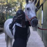 La Policía pone en marcha el "Plan Voraz", programa pionero para la adopción de sus caballos cuando acaban su vida laboral