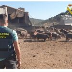 Los agentes recuperaron la mayor parte de los animales robados