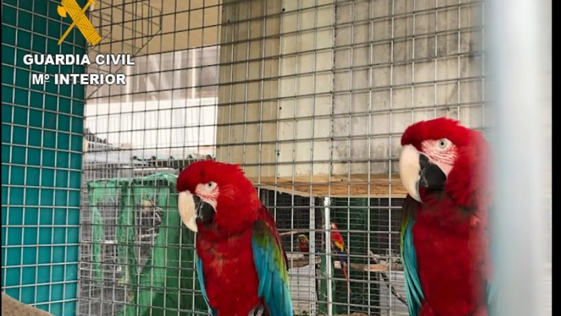 Algunos de los animales recuperados