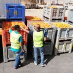 La Guardia Civil se ha incautado de la fruta robada