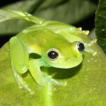 Rana espinosa de Cochran (Teratohyla spinosa)