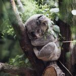 Koala durmiendo