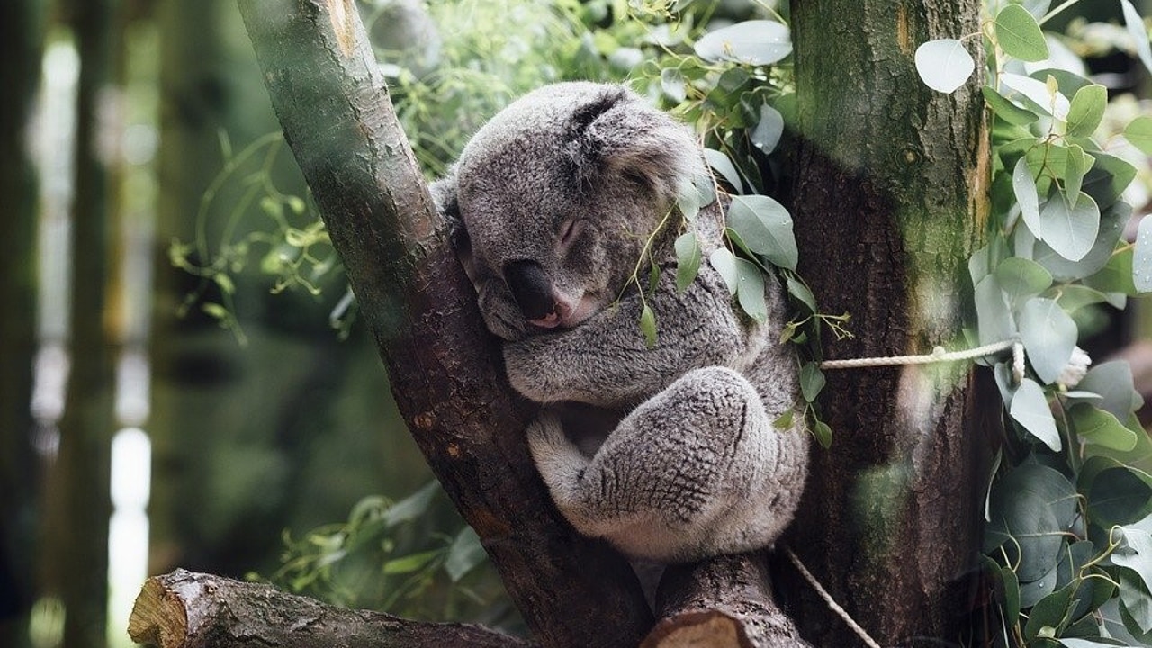 Australia lanza la primera vacuna del mundo para salvar a los koalas de la clamidia