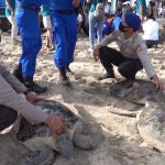 Liberan a 25 tortugas incautadas a cazadores furtivos en las playas de Bali