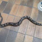 La Policía Municipal de Madrid capturó una serpiente de pitón