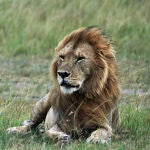 El Rey de la selva en Samburu. Reserva Masai Mara. Kenia. Imagen Alicia Romay