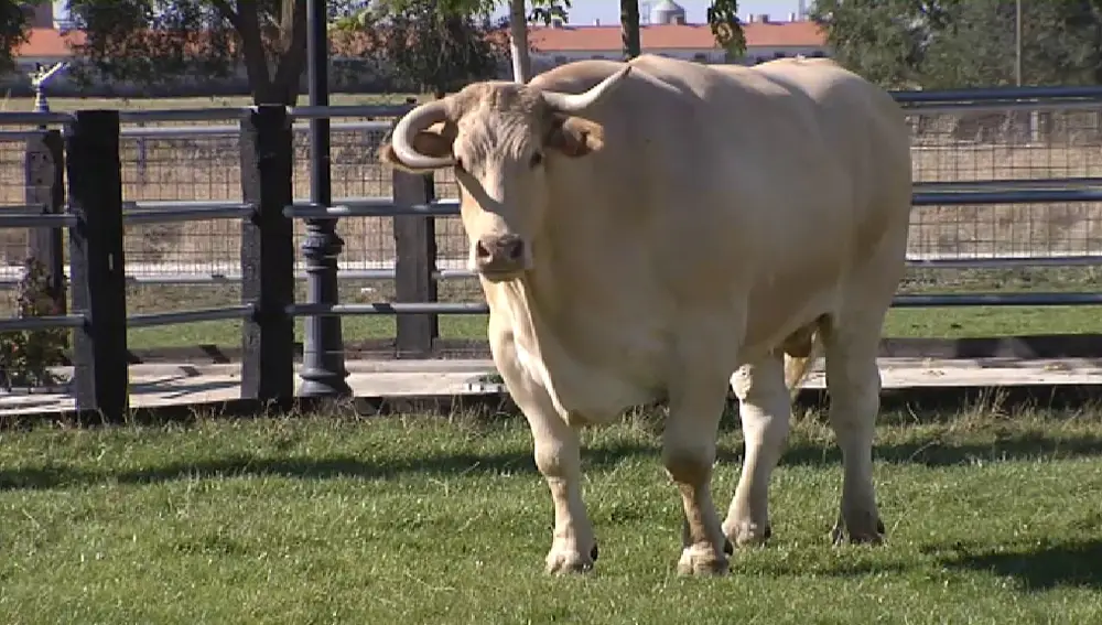 Pocholo, el buey más grande del mundo pesa más de 2.000 kilos y vive en una finca de Segovia